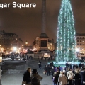 sapin trafalgar