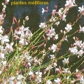 melliferes