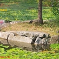 poules d eau
