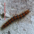 chenille