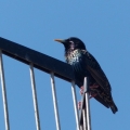 etourneau