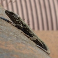 lezard
