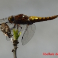 libell 4