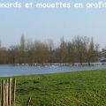 oiseaux
