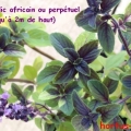 africain