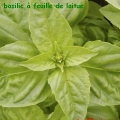 feuille laitue