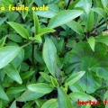 feuille ovale