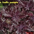 feuille pourpre