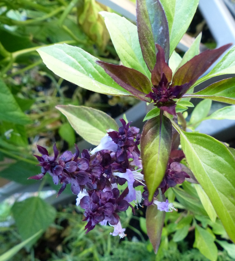 fleurs mauve et violette
