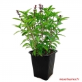 en pot