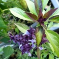 fleurs mauve et violette