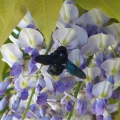 violacee