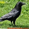 corbeau