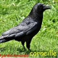 corneille