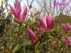 tulipiers