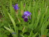 iris