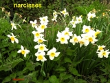 narcisses