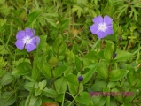 pervenches