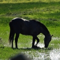 cheval