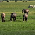 chevaux dans herbes