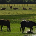 cheveaux vaches