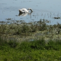 cygne