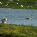 cygnes