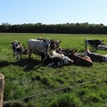 troupeau vaches