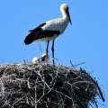 cigogne et petits