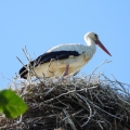 cigogne pres