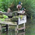 canards