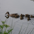 famille canard