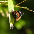papillon