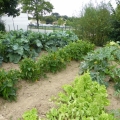 potager