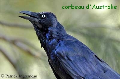 corbeau australie