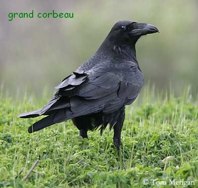 grand corbeau