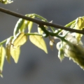 boutons glycine 2