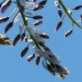 boutons glycne 2