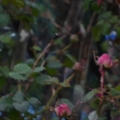 boutons roses