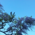 glycine