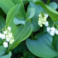 muguet pres