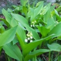 muguet