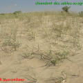 cheindent