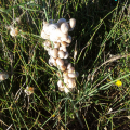 escargots