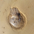 meduse