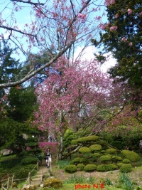 arbre