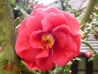 camelia