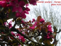 pommier rouge