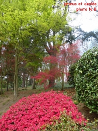 prunus et azalee