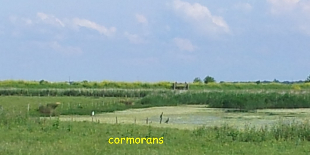 cormorans2